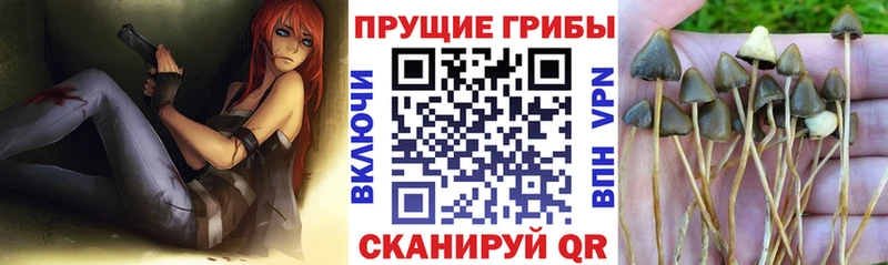 купить закладку  Красноуральск  Псилоцибиновые грибы Psilocybine cubensis 